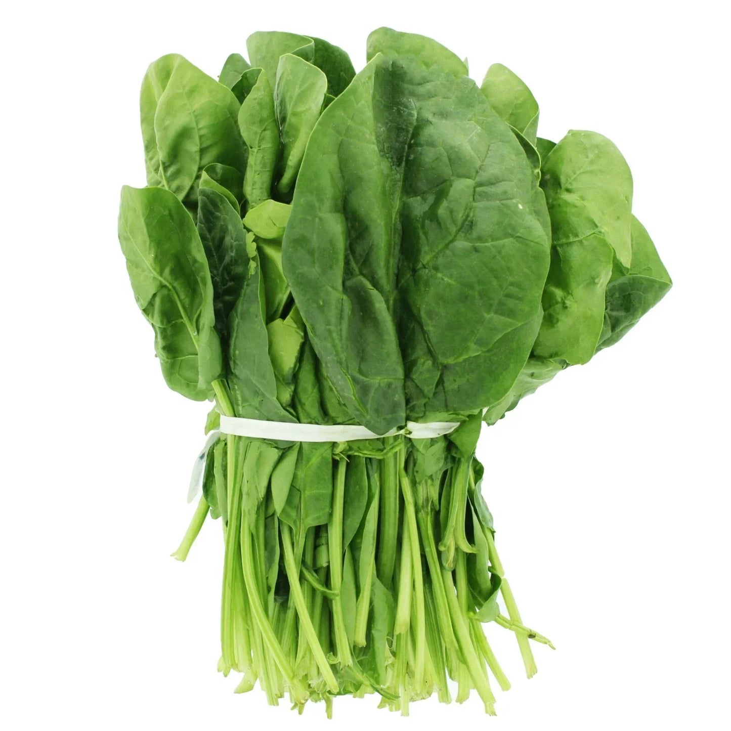 Tendergreen Spinach Seeds | Non-GMO Heirloom Spinacia oleracea | Annual Vegetable Seeds