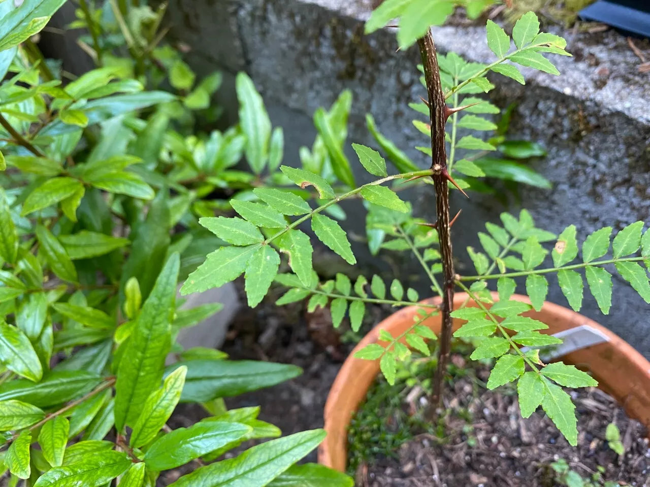 Sansho Japanese Pepper Tree Cuttings 6 Pack | Zanthoxylum piperitum Fresh Propagation for Culinary Use