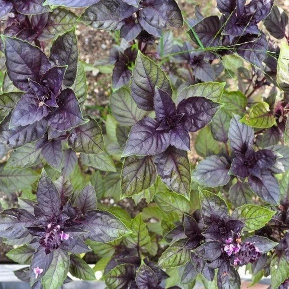 Corsican Basil Seeds - Pack of 100-1000, Aromatic Herb, Microgreens & Garnish, Pollinator Friendly, Ocimum basilicum var. minimum