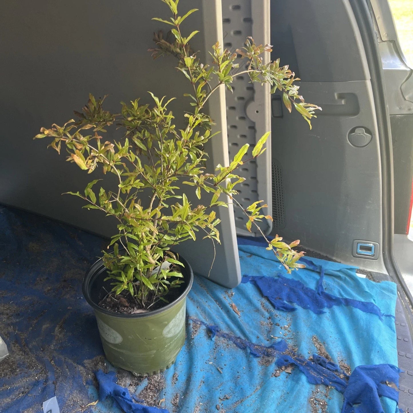 Live Pomegranate Tree - Potted Plant, Punica granatum, Fruit-Bearing, Indoor/Outdoor, Drought-Resistant, Garden or Patio