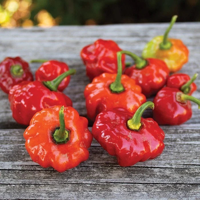Jamaican Red Scotch Bonnet Pepper Seeds – 20 Premium Capsicum chinense Seeds for Spicy Garden, Indoor & Outdoor Cultivation