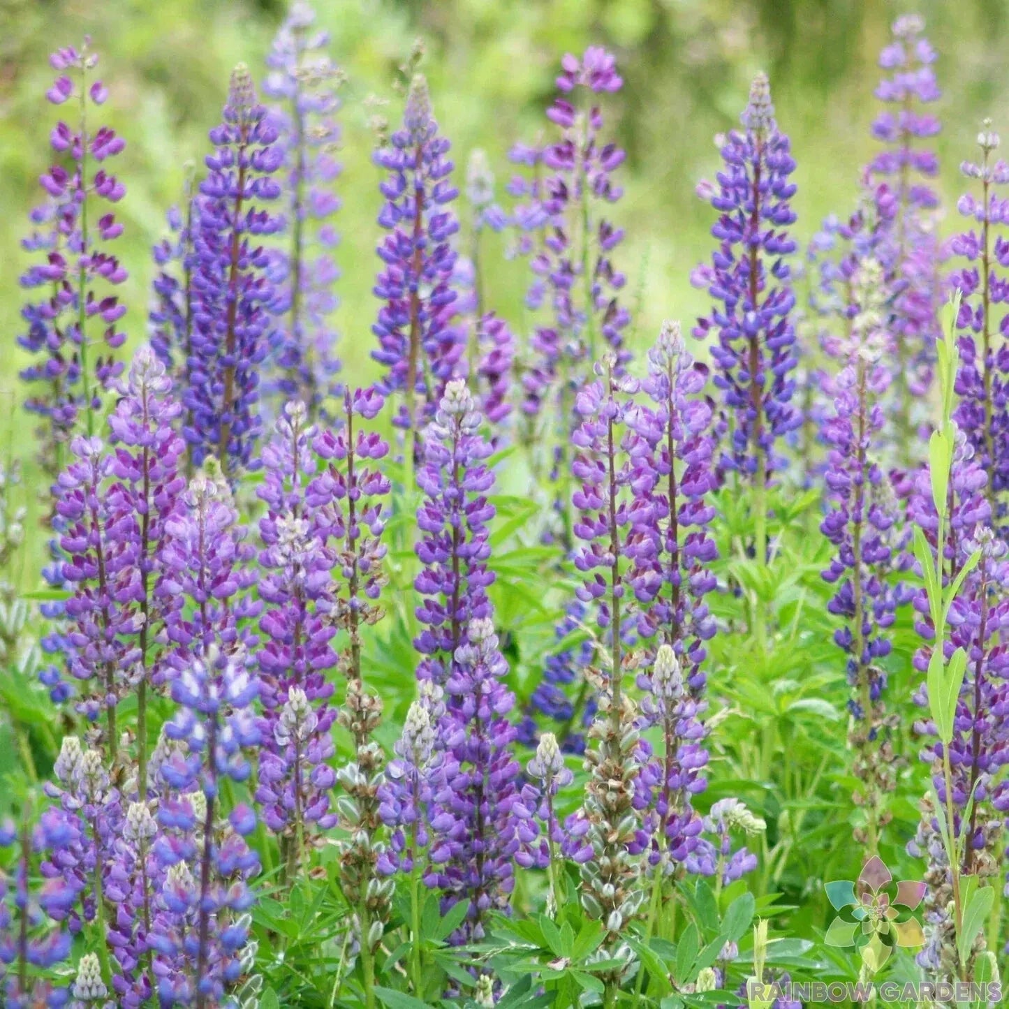 Wild Perennial Lupine Seeds - 25+ Pack, Colorful Garden Mix, Lupinus perennis, Attracts Pollinators, Easy to Grow, USA Grown