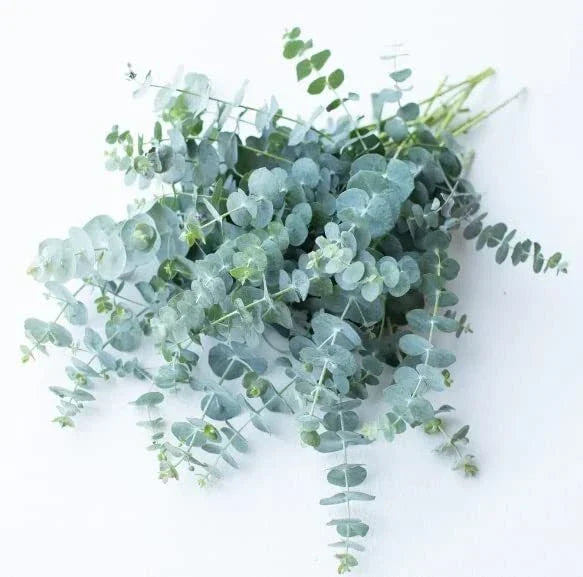 Baby Blue Eucalyptus Seeds - 10 Seeds for Planting, Ideal for Cut Flower Bouquets