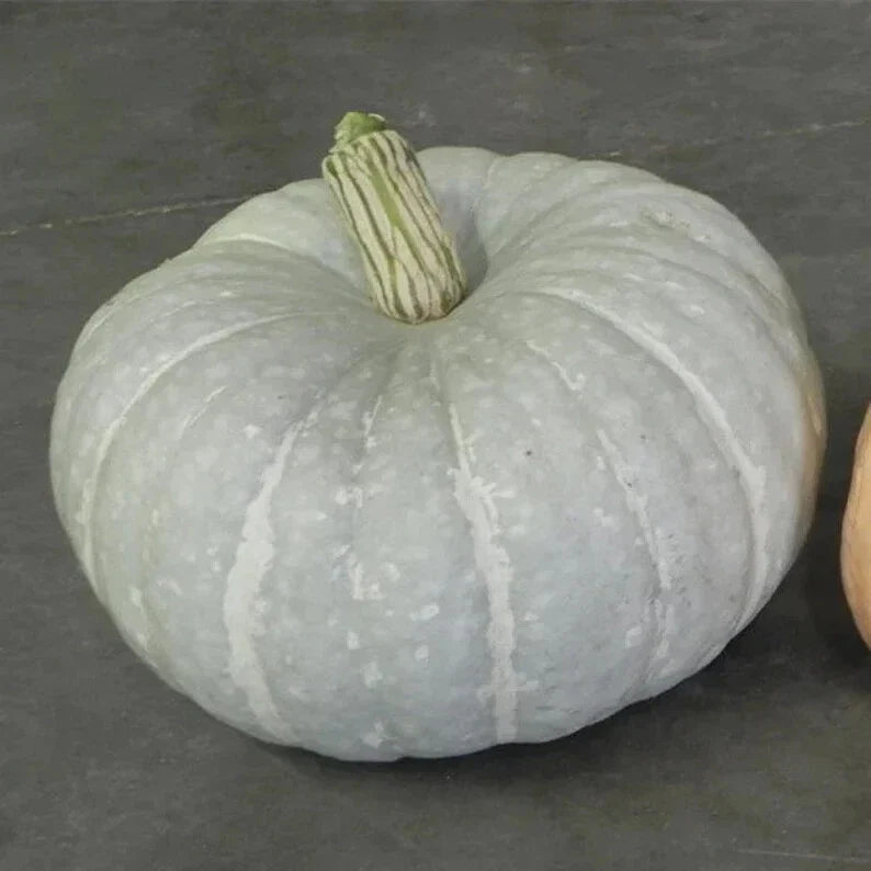 Silver Moon Pumpkin Seeds – Organic Cucurbita pepo, Decorative Silver-Grey Pumpkins, Vining Annual, 10 Seeds, USA Grown