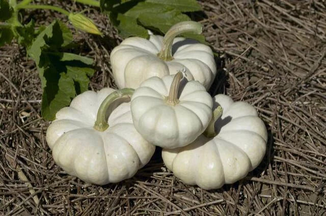 Gooligan Pumpkin Seeds Pack of 20 | Cucurbita pepo | Ornamental & Culinary Pumpkins for Planting