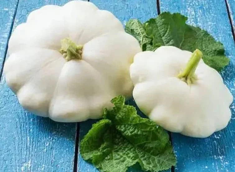 White Scallop Squash Seeds - 10 Pack, Early White Bush Cucurbita pepo, Compact Summer Vegetable Seeds