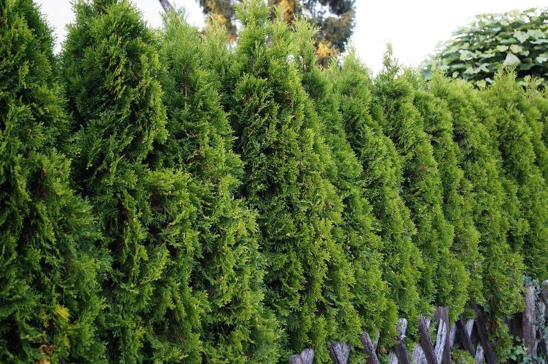 American Arborvitae Seeds - 50 Pack Thuja occidentalis Evergreen for Privacy Hedges Landscaping