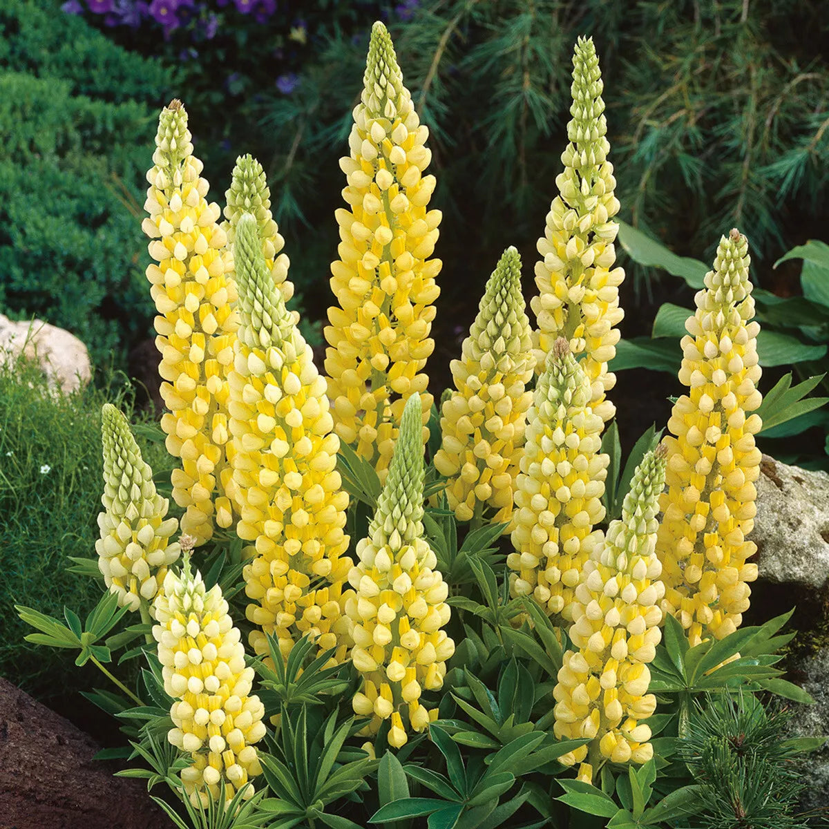 Yellow Lupine Seeds 45 Pack - Lupinus texensis - GroCo USA