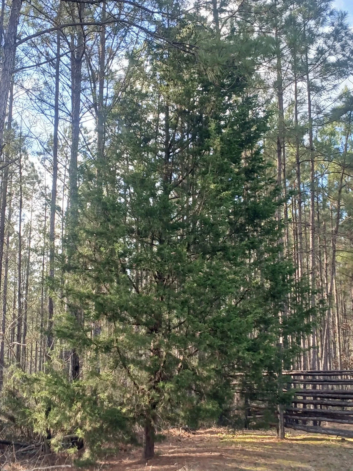 Southeastern Red Cedar Trees Live Plants - Bare Root Seedlings 10-12" Juniperus virginiana for Landscaping