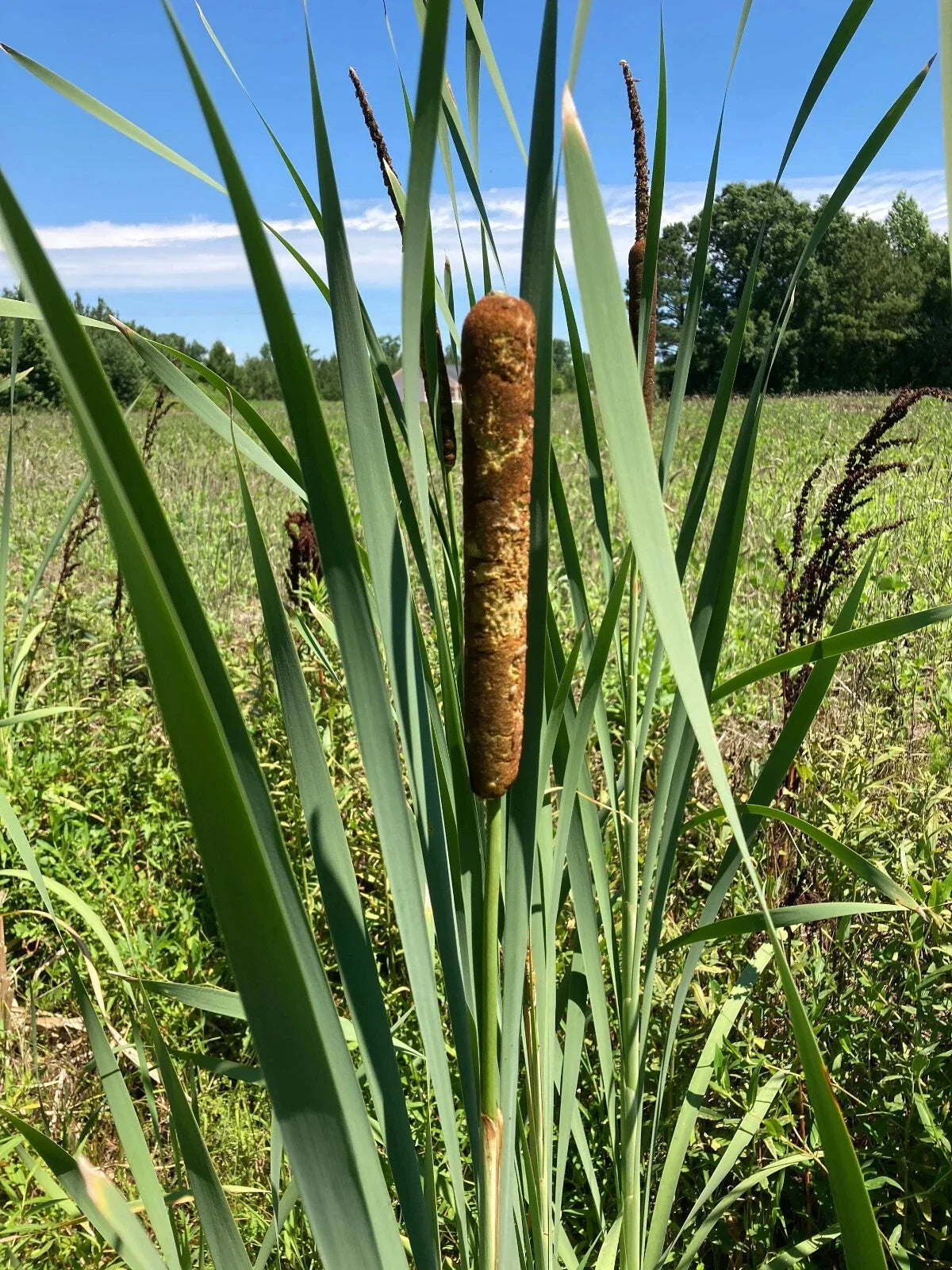 Cattail Plants - Bareroot Live Plants - Typha Angustifolia for Water Gardens and Ponds