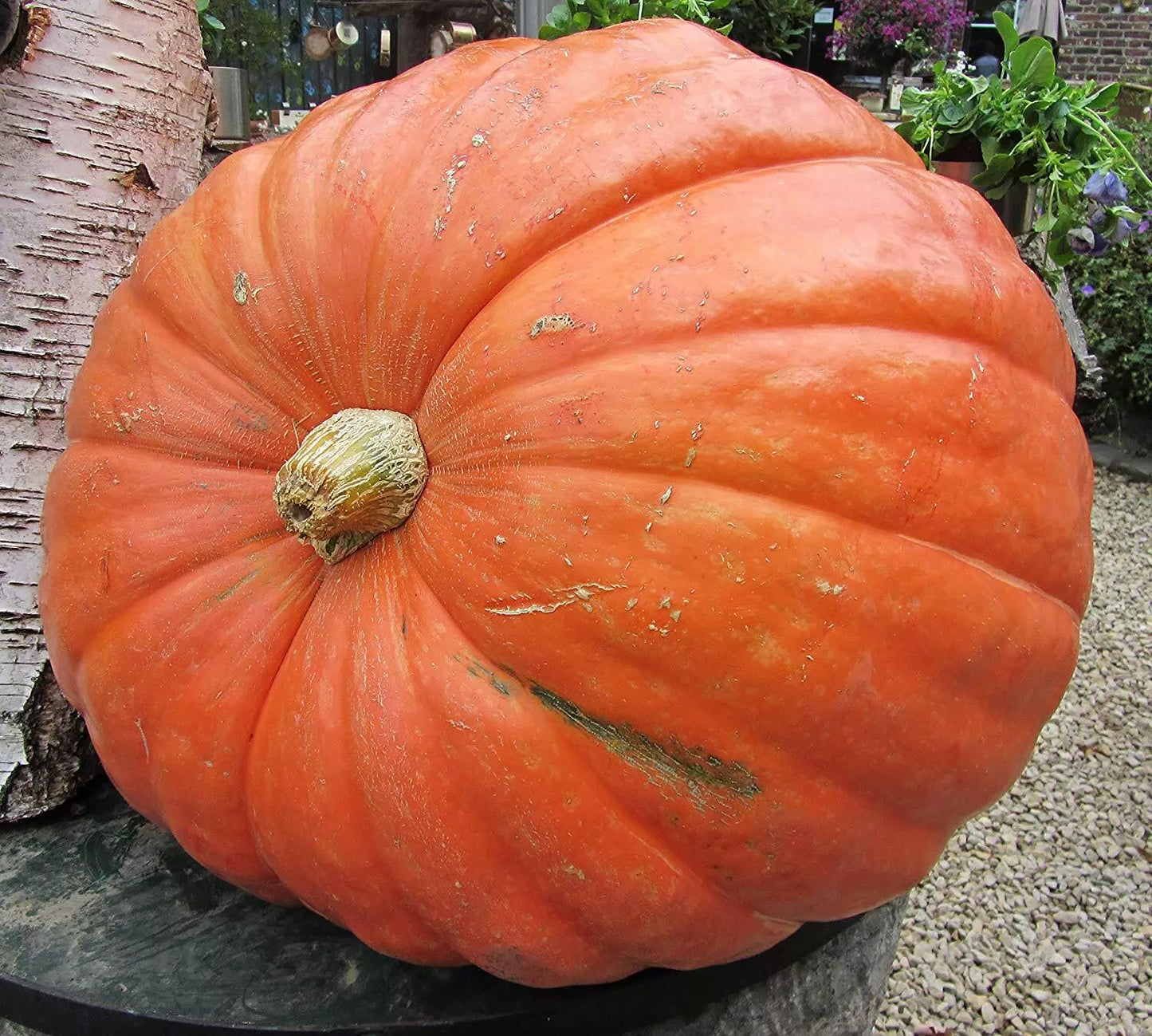 10 Seeds Big Max Pumpkin Cucurbita maxima Up to 100 lbs GroCo USA