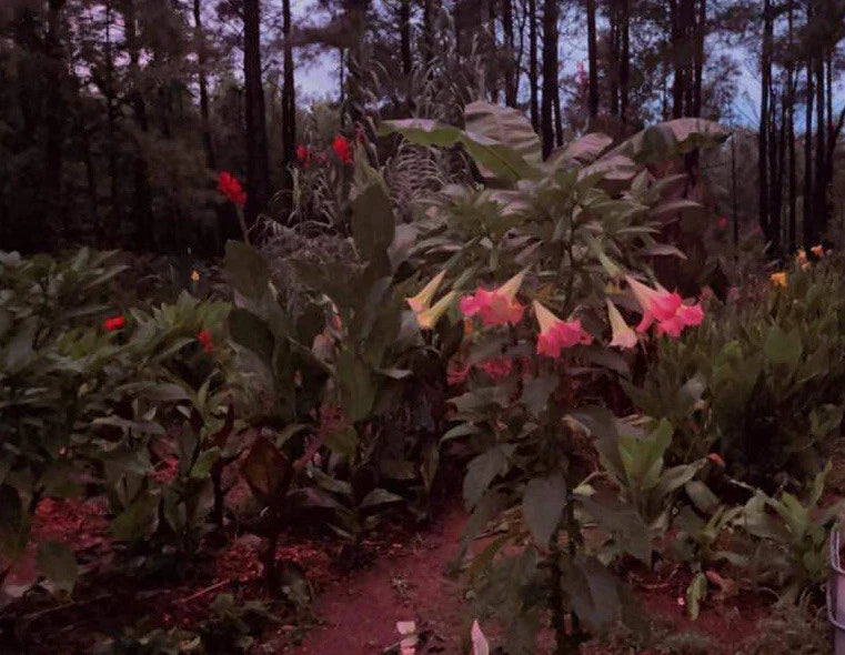 Versicolor Peach Pink Angel Trumpet Cuttings - 2 Unrooted Brugmansia versicolor Tropical Flower Propagation