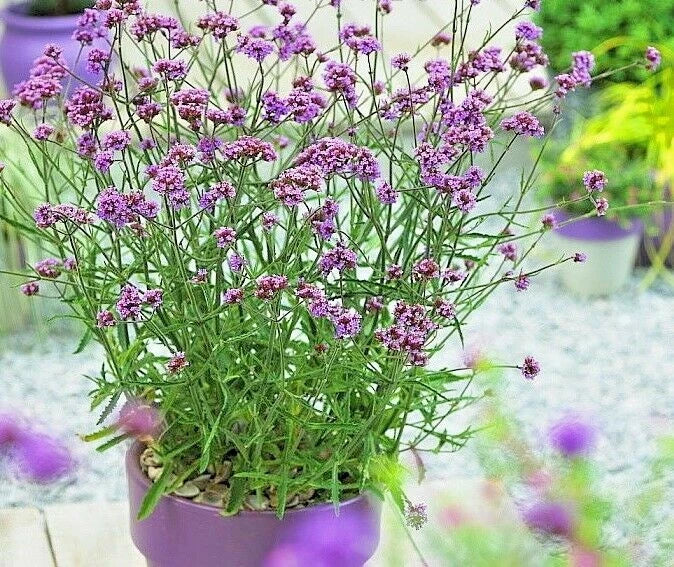 Purpletop Vervain Flower Seeds – 500+ Drought-Tolerant Wildflower for Garden, Herb Tea & Pollinator Attractant – Verbena bonariensis