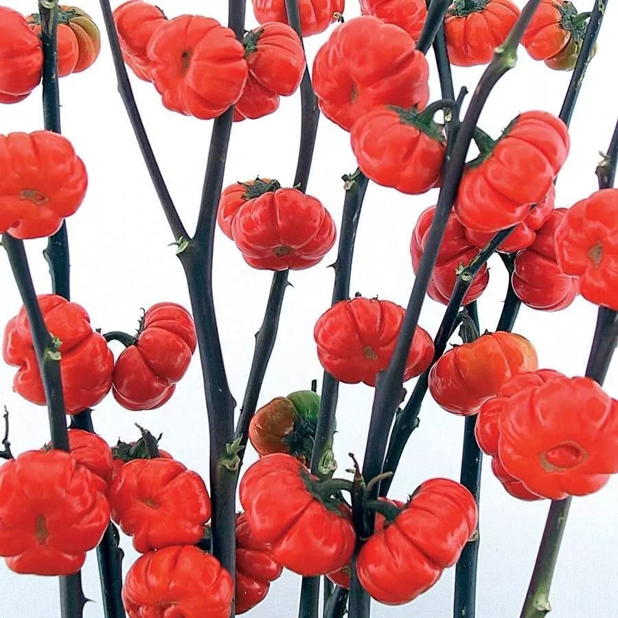 Pumpkin on a Stick Eggplant Seeds - 10 Seeds, Ornamental Solanum melongena, Small Upright Plant for Gardens and Containers