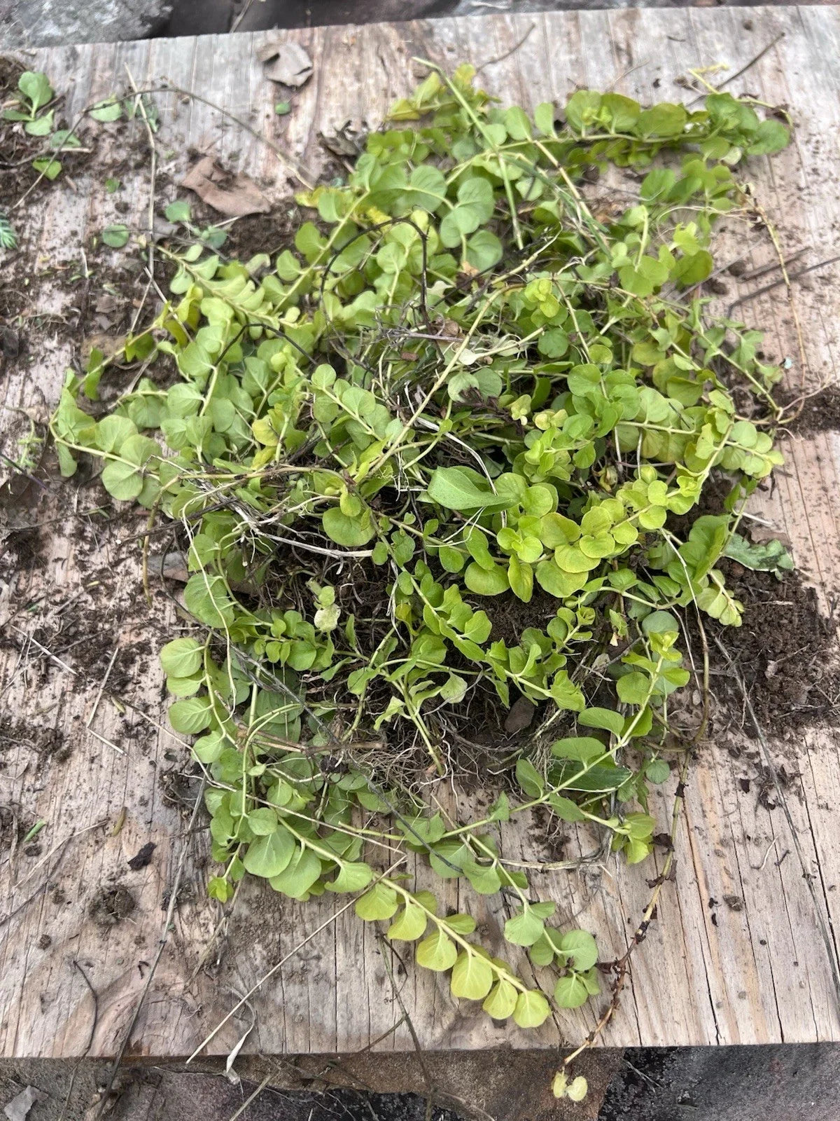 Golden Creeping Jenny Moneywort Bare Root Plants – Lysimachia nummularia 'Aurea' Ground Cover, Vibrant Foliage, Low-Growing, Live Starter Plants