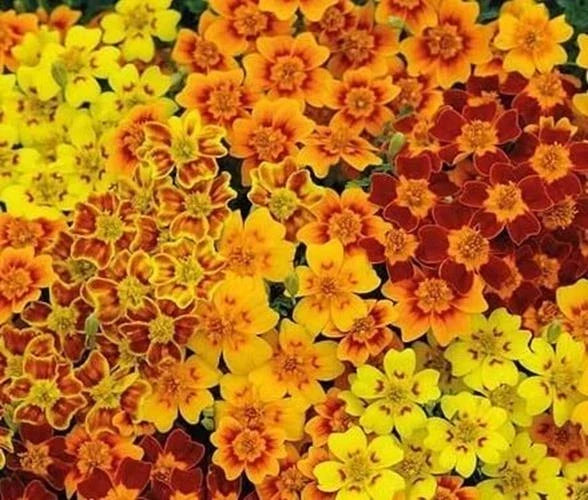 Starfire Marigold Flower Seeds, 50 Pack, Vibrant Red-Orange Blooms, Tagetes erecta, Full Sun, Easy to Grow