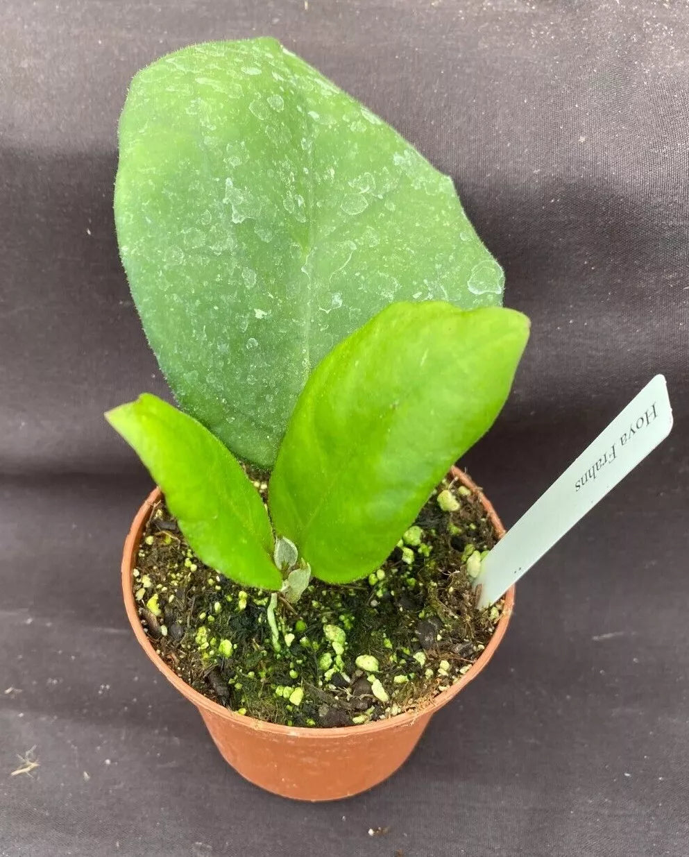 Hoya Frahns Hybrid Rooted Plant 3" Pot, Vining Hoya Carnosa Indoor Houseplant, Easy Care Green Foliage