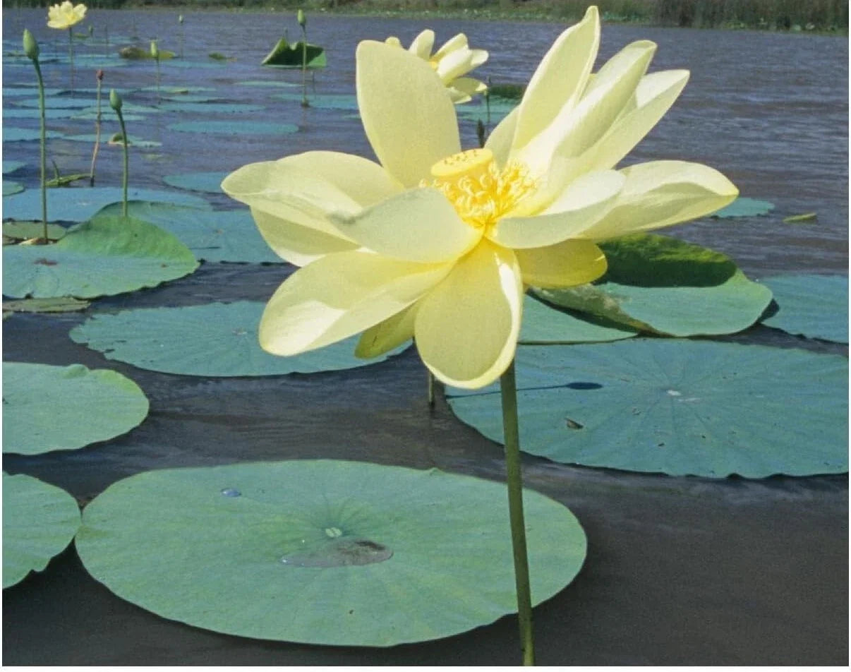 American Lotus Seeds - 10 Heirloom Yellow Water Lily Seeds (Nymphaea mexicana) for Ponds & Water Gardens