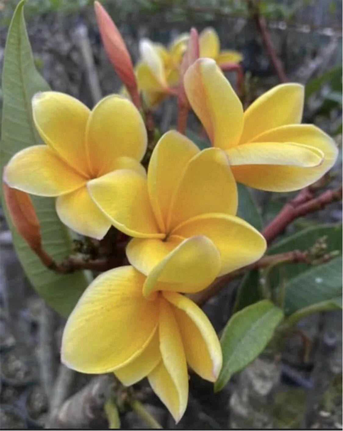 Rooted Plumeria Cutting - Aztec Gold - 16-inch Plumeria rubra with One Tip for Garden or Indoor Decor