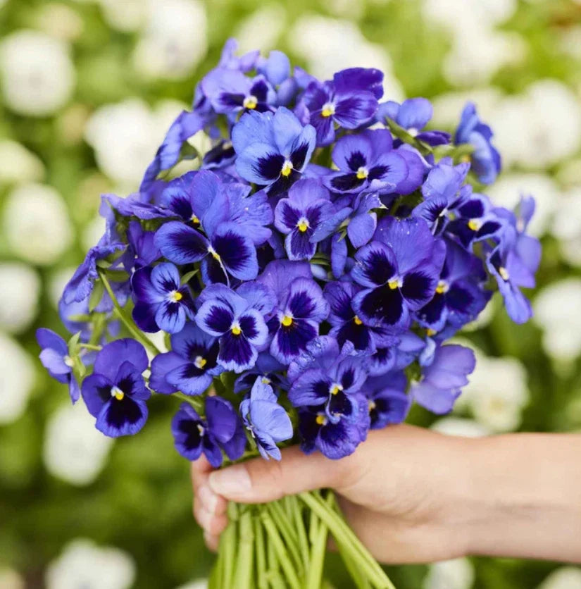 Pansy Seeds - 200 Non-GMO Swiss Giants Ullswater Cobalt Blue Viola x wittrockiana for Cool Weather Gardening