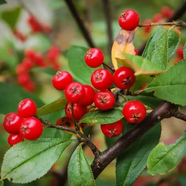 Red Chokeberry Tree in Pot - Aronia melanocarpa & Aronia arbutifolia Deciduous Shrub with White Flowers and Fall Foliage