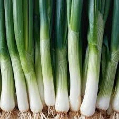 Fresh Leek Seeds Packet – Allium porrum – Cold Hardy Vegetable Seeds for Home Gardening