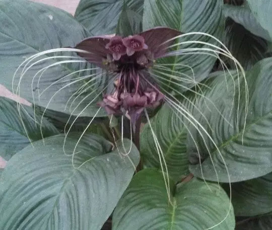 Black Bat Flower Plant 3" Pot | Tacca chantrieri Rooted Exotic Shade Plant