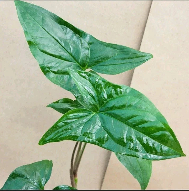 Syngonium Podophyllum Cuttings - Green Arrowhead Houseplant Propagation - 2 Healthy Clippings