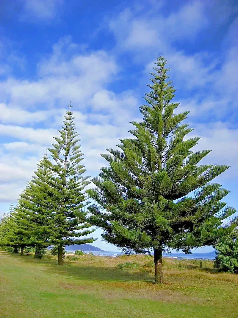 Norfolk Island Pine Seeds - Araucaria excelsa Indoor Houseplant Christmas Tree Variety