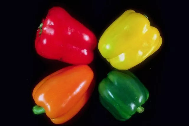 Sweet Bell Pepper Seeds – 20 Pack, Heirloom Capsicum annuum, Red, Yellow, Green, Orange, Vegetable Seeds