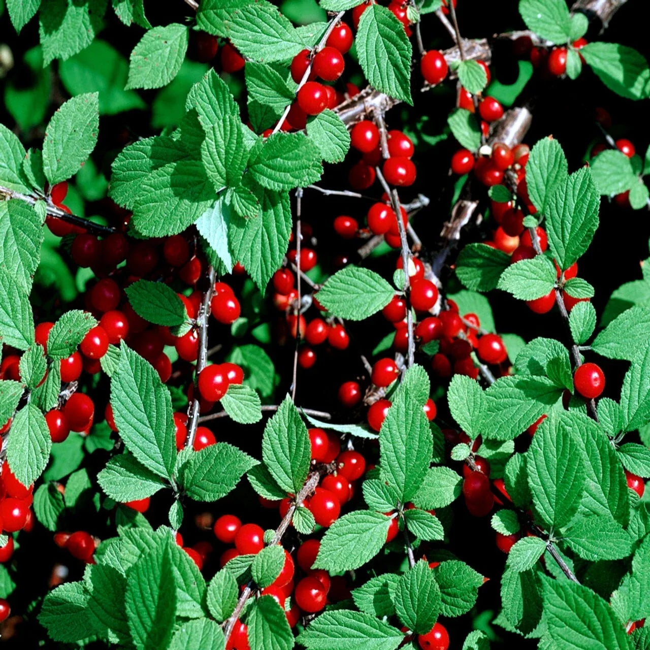 Nanking Cherry Tree Seeds, Dwarf Prunus tomentosa, Compact Shrub, Hardy, Fast Growing, Small Fruit Tree Seeds