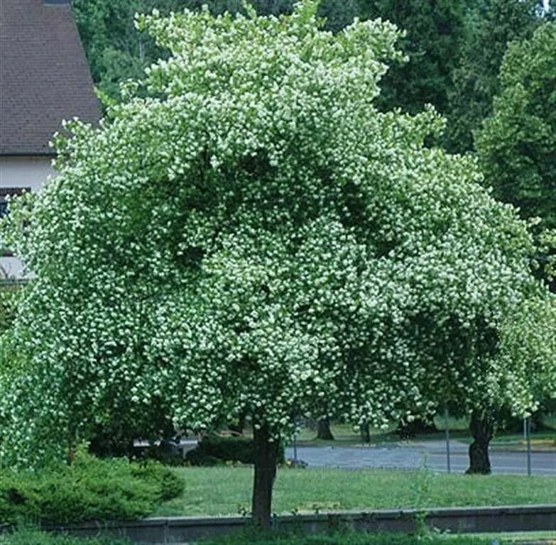 Washington Hawthorn Tree Live Plants Set of 2, Bare Root, Crataegus phaenopyrum, 18-24 Inches, Hardy Zones 5-9