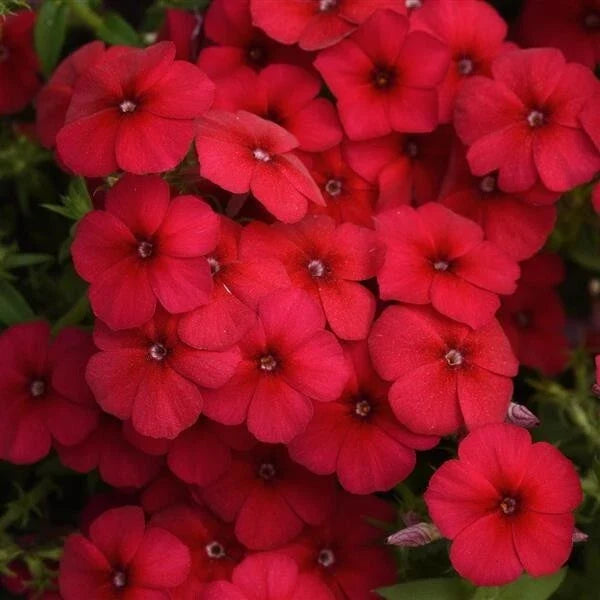 Gisele Red Phlox Seeds - 100+ Count Garden Flower Seeds - Phlox paniculata - Vibrant Red Blooms for Borders & Containers