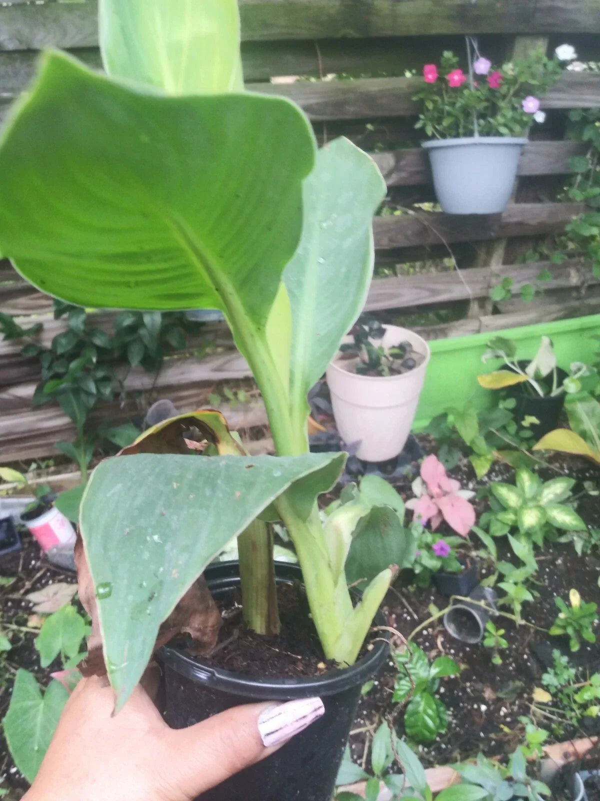 Tropicana Canna Plant in Pot | Tropical Orange Blooms | Canna indica
