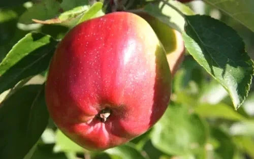 Berner Rosen Apple Seeds – Malus domestica, Heirloom Variety, Fruit-Bearing Tree, Non-GMO, USA Grown, Pack of 25+ Seeds