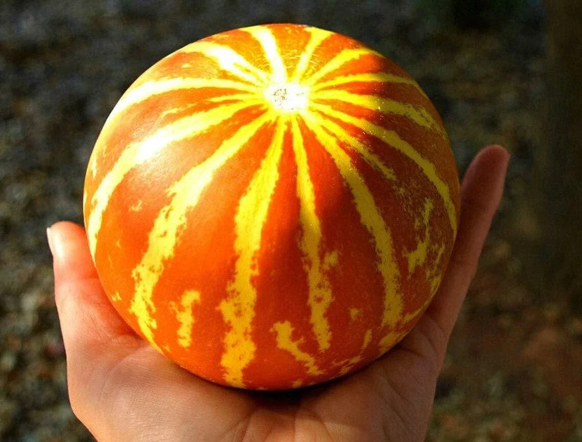 Queen Anne's Pocket Melon Seeds - Heirloom Cucumis melo, Compact Vine, Sweet & Juicy, 10 Seeds