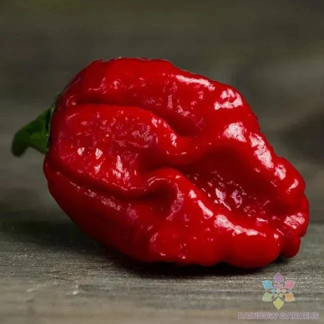 Trinidad Moruga Scorpion Hot Pepper Seeds - 25+ Pack, Capsicum chinense, Extremely Hot, Non-GMO, USA Grown, Free Shipping