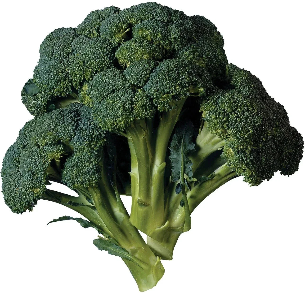 Broccoli Seeds - 15 Pack - Heirloom Brassica oleracea var. italica Vegetable Seeds for Home Garden, Non-GMO, Full Sun, Free USA Shipping
