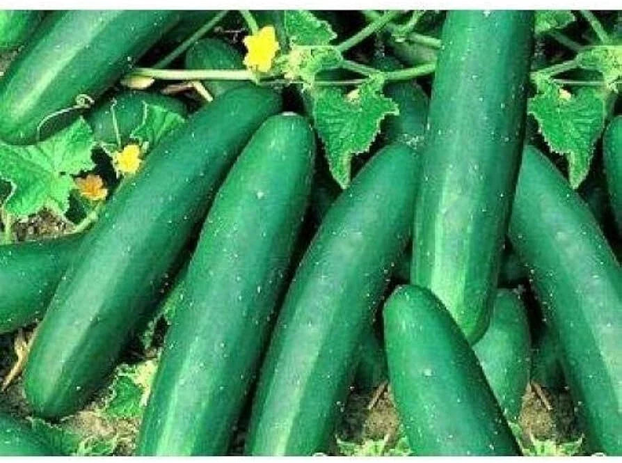 Cucumber Seeds - 60 Pack, Straight Eight Variety, Cucumis sativus, Ideal for Pickling & Fresh Salads, Non-GMO, High Germination