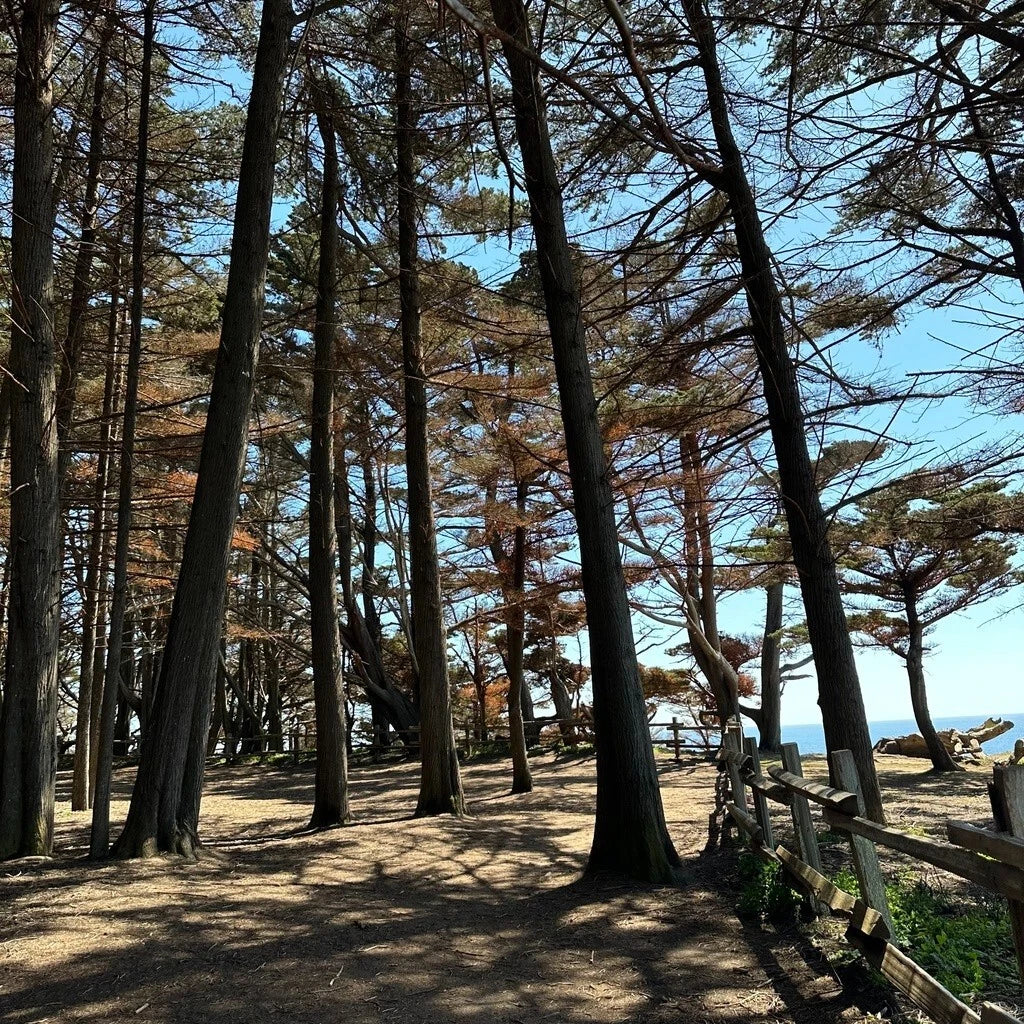 Monterey Cypress Tree Seeds - Cupressus macrocarpa - Bonsai Cultivation - Indoor & Outdoor Planting - 100+ Seeds