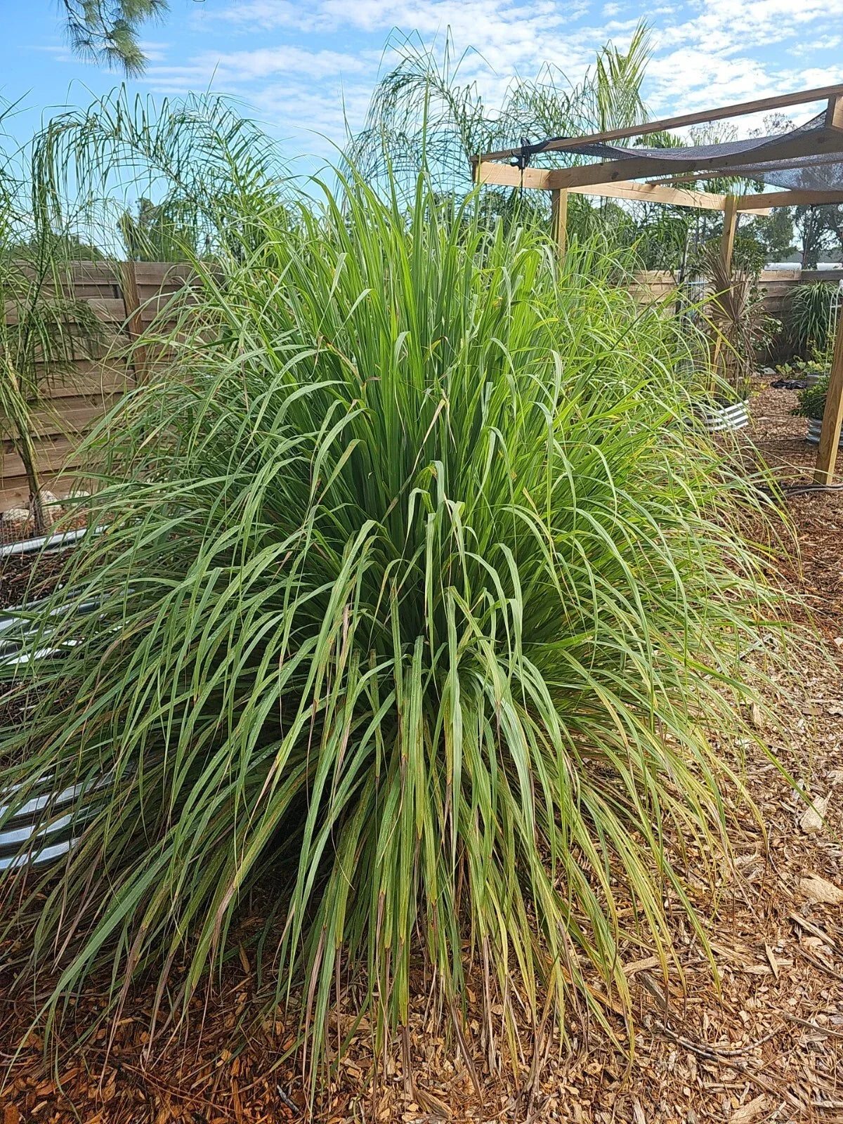 Organic Lemongrass Stalks Plugs - Live Cymbopogon Sereh Herb - 10 Count for Easy Growing