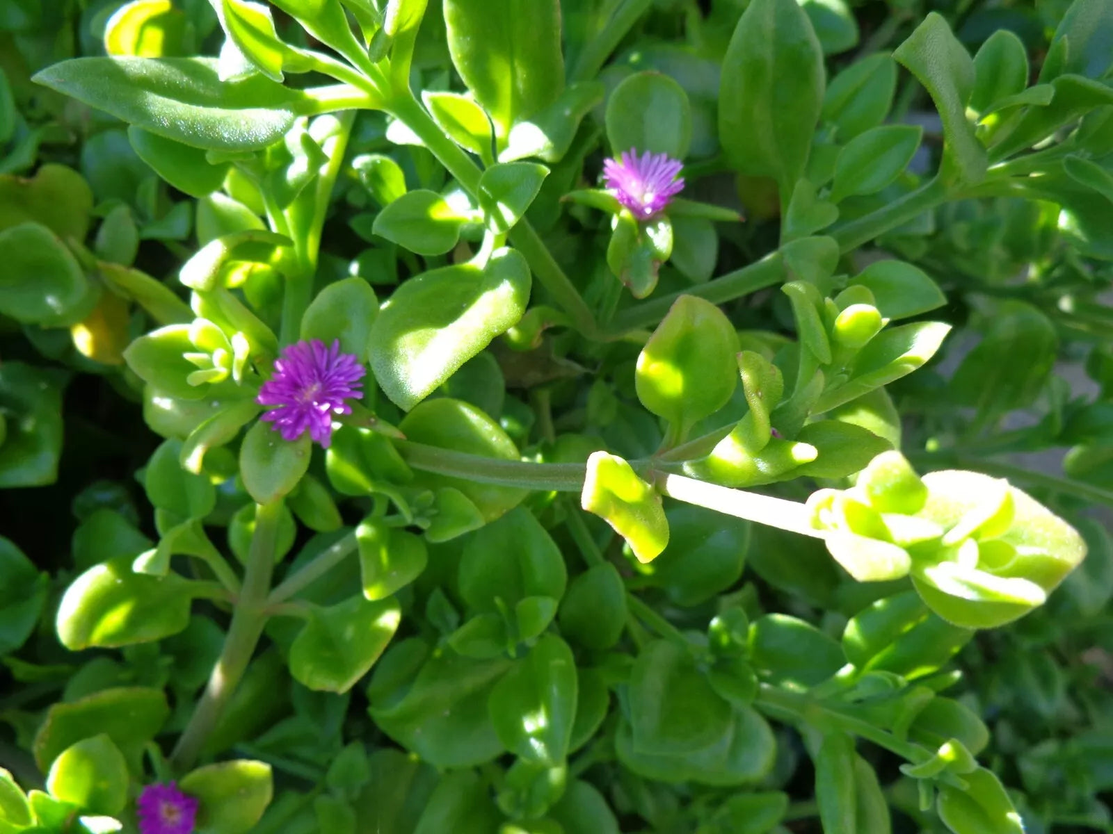 Aptenia cordifolia Cuttings – Purple Pink Apple Ice Plant, Baby Sun Rose, 10 Fresh Propagation Clippings
