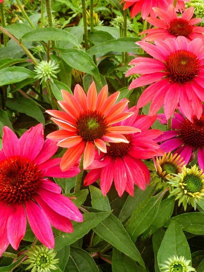 50 Coneflower Seeds - Tres Amigos Echinacea purpurea Perennial Flower Seeds for Garden, Pollinator Attracting, USA Grown