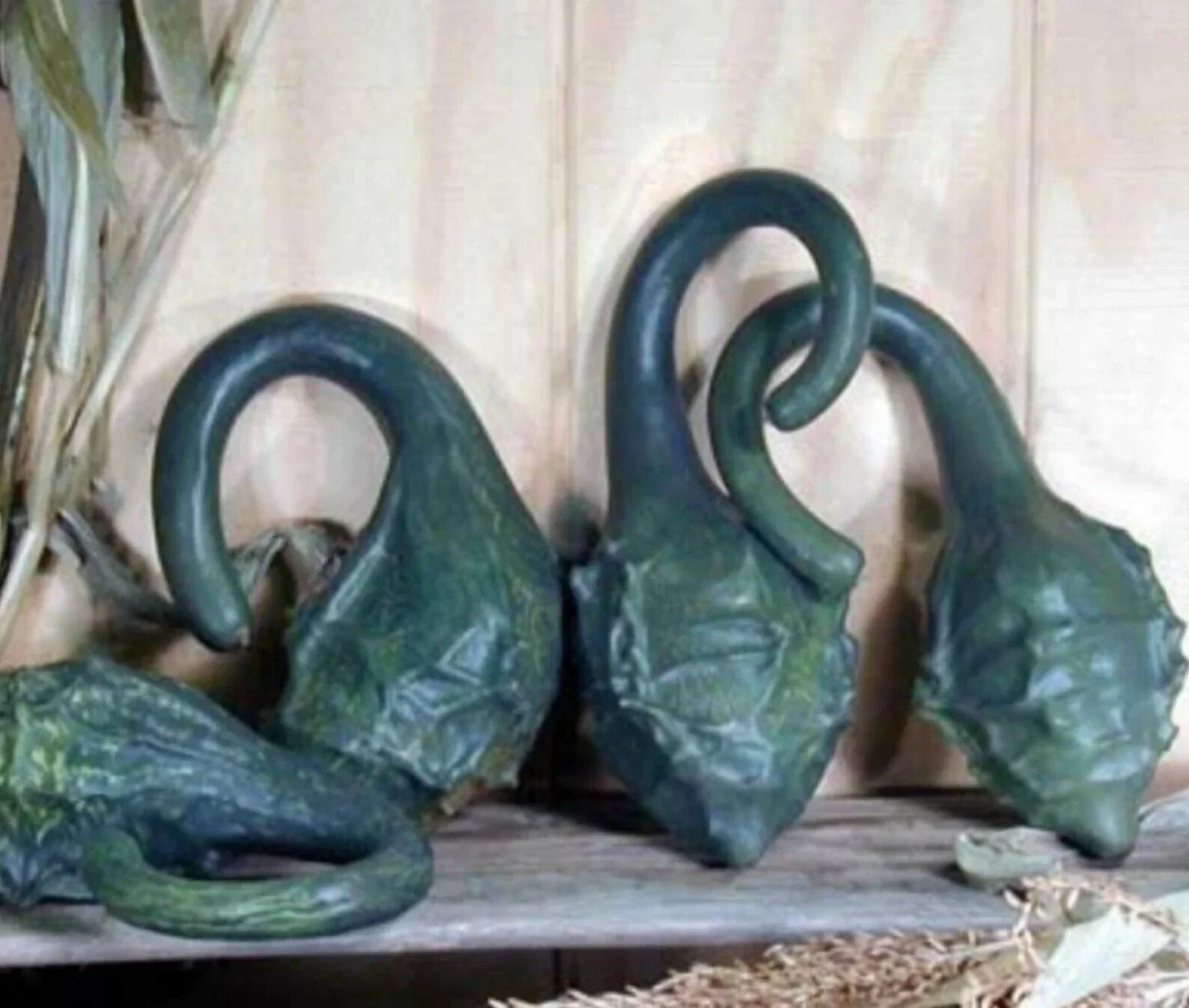 Caveman's Club Dinosaur Gourd Seeds - 20 Heirloom Maranka Squash Seeds