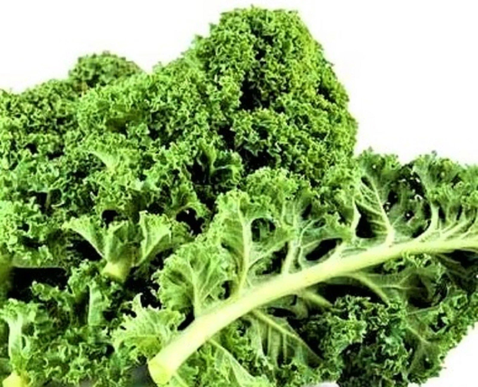 Dwarf Siberian Kale Seeds – Non-GMO Brassica oleracea var. sabellica, Compact leafy green for salads and cooking, 200+ seeds