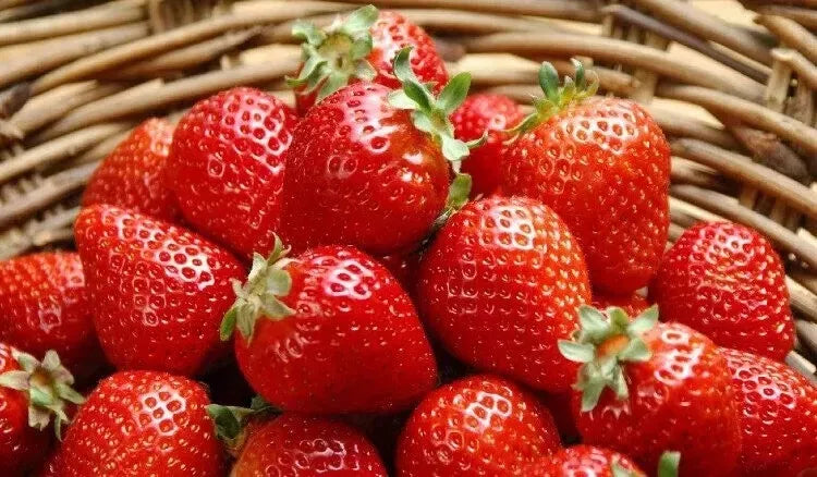 Sweet Strawberry Seeds - 150 Count - Fragaria × ananassa - Home Garden & Organic Growing