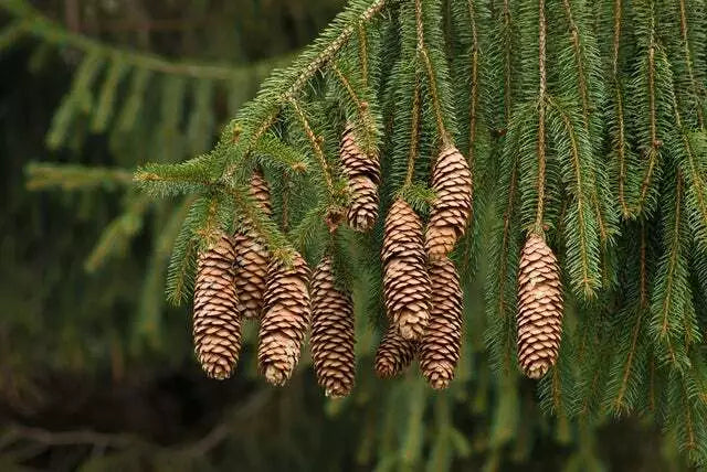Norway Spruce Tree Seeds - 50 Pack, Evergreen Conifer, Picea Abies, for Landscaping & Wildlife Habitats
