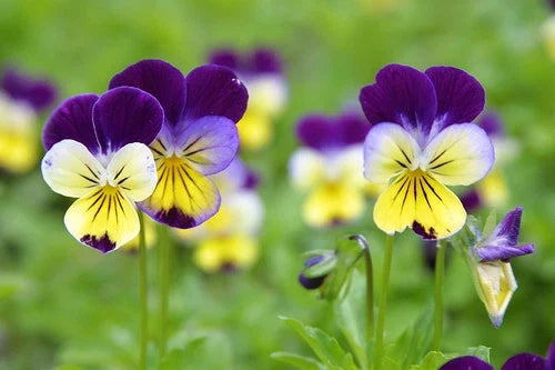 Viola Johnny Jump Up Seeds - Colorful Perennial Flowering Plant with Tri-Color Blooms (Viola tricolor)