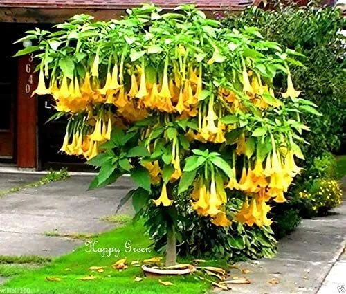 Yellow Trumpetbush Seeds - 20 Count, Exotic Tecoma stans, Vibrant Yellow Flowers, Attracts Pollinators, Full Sun, Low Maintenance