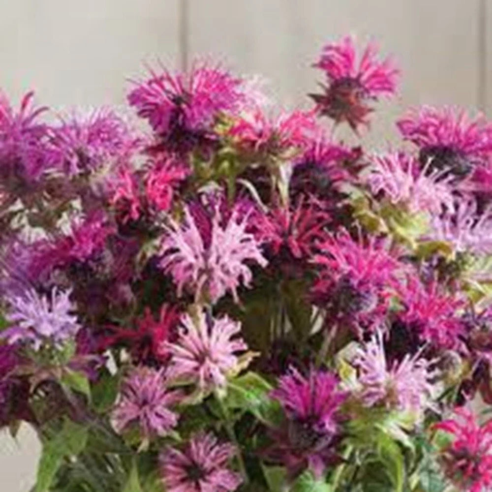 Bee Balm Seeds - 100 Double Mix Hummingbird Flower Seeds - Monarda Didyma - Vibrant Garden Blooms for Pollinators